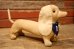 画像4: ct-240311-11 1950's College Mascot Dachshund Doll "D"