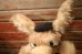 画像2: ct-241008-51 Wile E. Coyote / MIGHTY STAR 1970's Plush Doll (2)