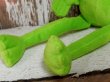 画像5: ct-141216-31 Kermit / 2000's Plush Doll "Muffler"